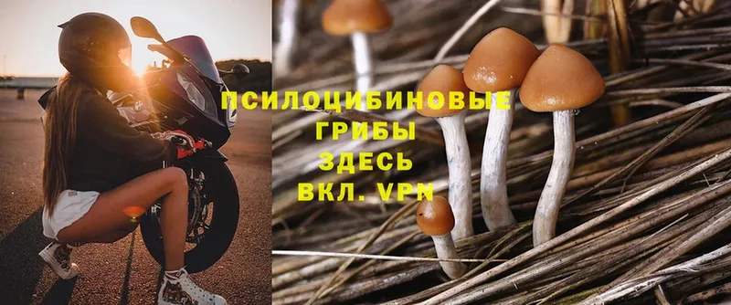 закладка  kraken онион  Галлюциногенные грибы Psilocybe  Гремячинск 